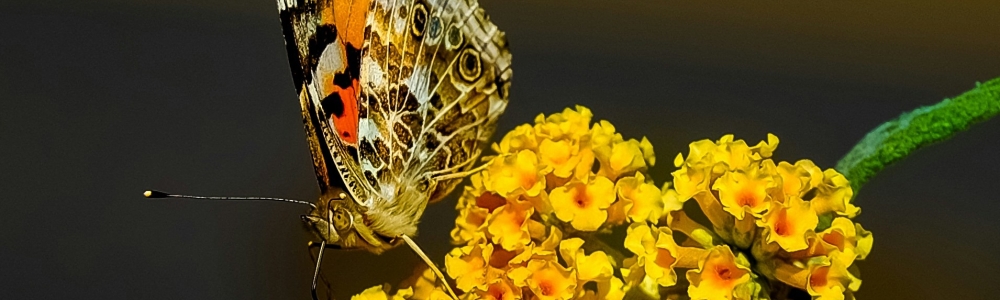 User banner image